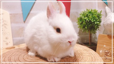 ネザーランドドワーフ | うさぎ販売 | 札幌のうさぎ販売・ペット